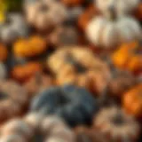 A variety of artificial pumpkins in different colors and sizes arranged beautifully